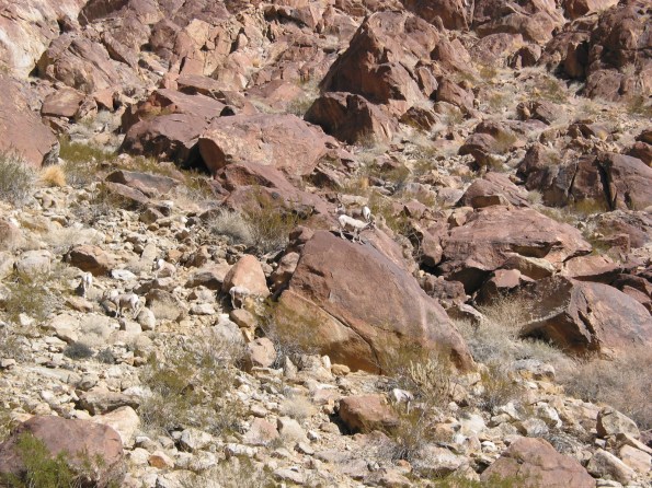 BorregoPalmCanyon2Nov2014