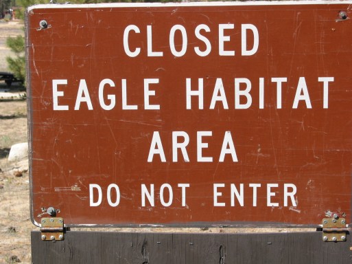 Big Bear Eagle Habitat